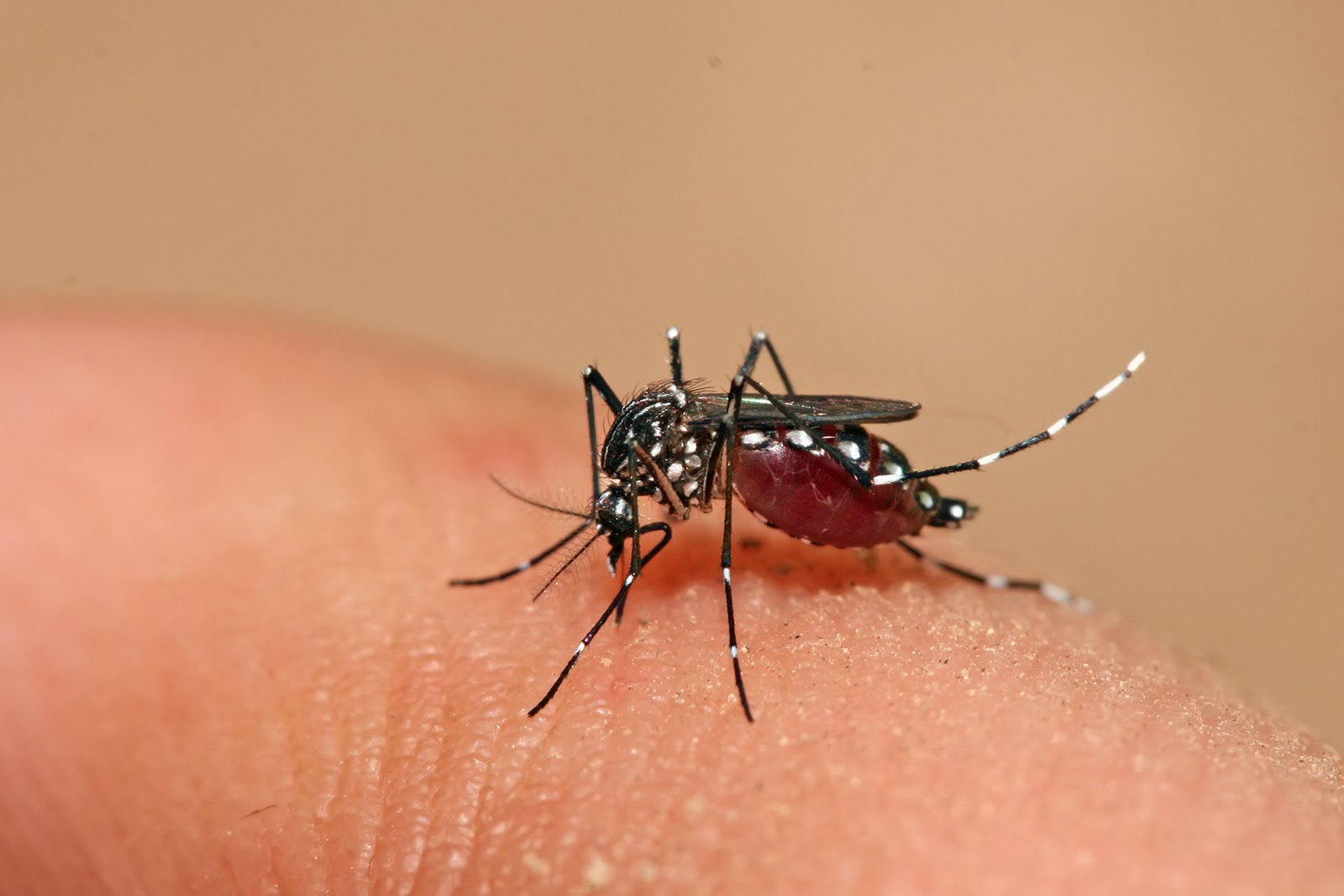 Loại muỗi chuyên đi hút máu người  thì có thể sống đến 20 - 40 ngày