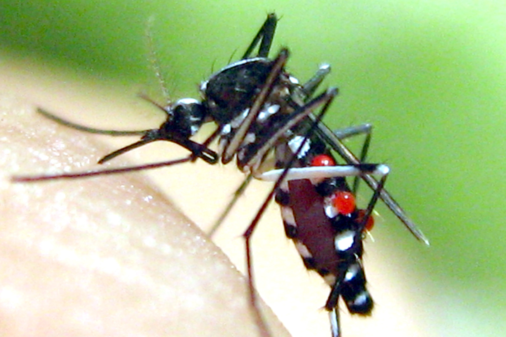 Muỗi mang virus trong khoảng máu người bệnh truyền sang người khác