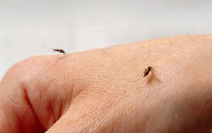 Những lưu ý bạn nên biết để tránh bị muỗi đốt