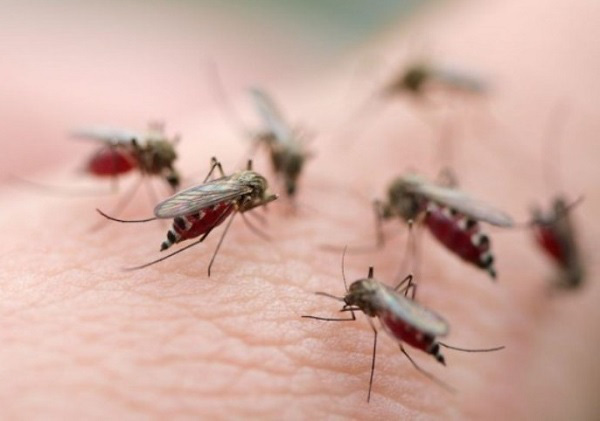 Thả muỗi chống sốt xuất huyết có ảnh hưởng đến sức khỏe người dân không?
