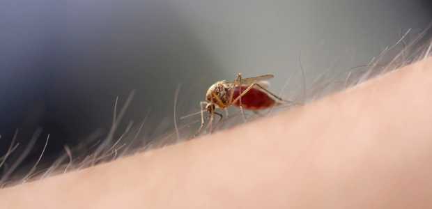 Muỗi là một trong những côn trùng gây ra nhiều bệnh cho gia đình bạn | vuabatmuoi