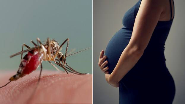 Virus Zika ảnh hưởng như thế nào đến khả năng sinh sản của nam giới?