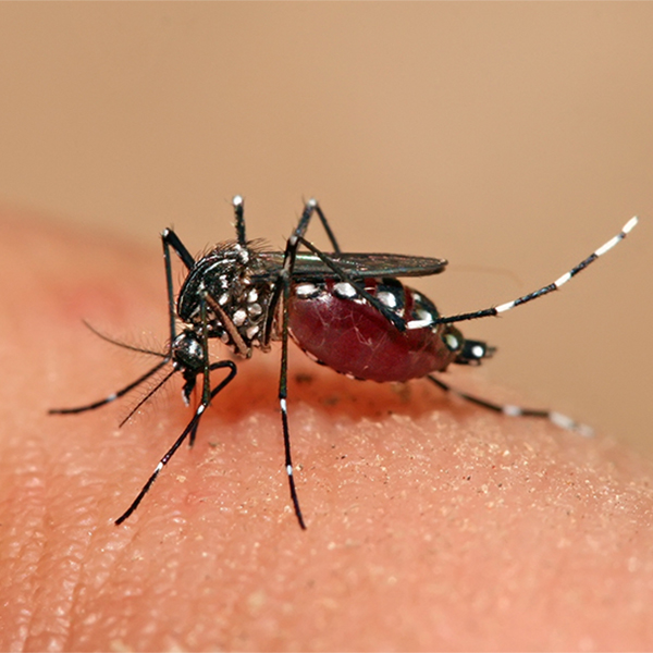 Cảnh giác với loài muỗi Aedes – một trong những loài muỗi phổ biến và nguy hiểm