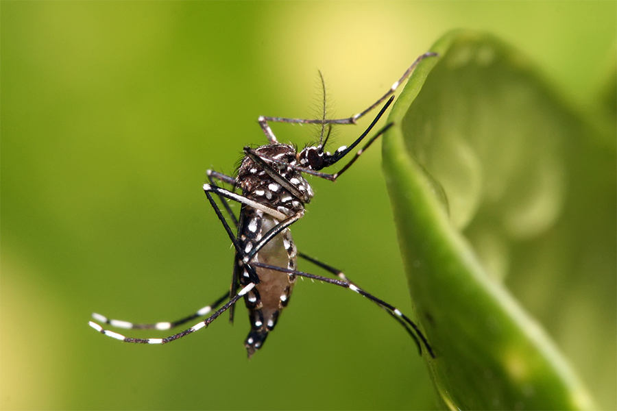 Muỗi vằn có những đốm trắng đen xen kẽ trên cơ thể, là vật lây truyền virus Zika, sốt xuất huyết