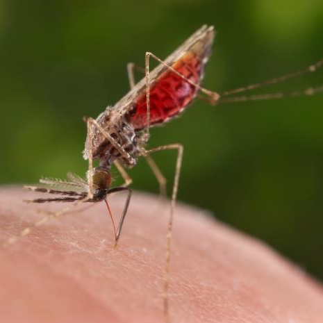 Điểm tên các loài muỗi nguy hiểm ở Việt Nam và cách phân biệt dễ dàng
