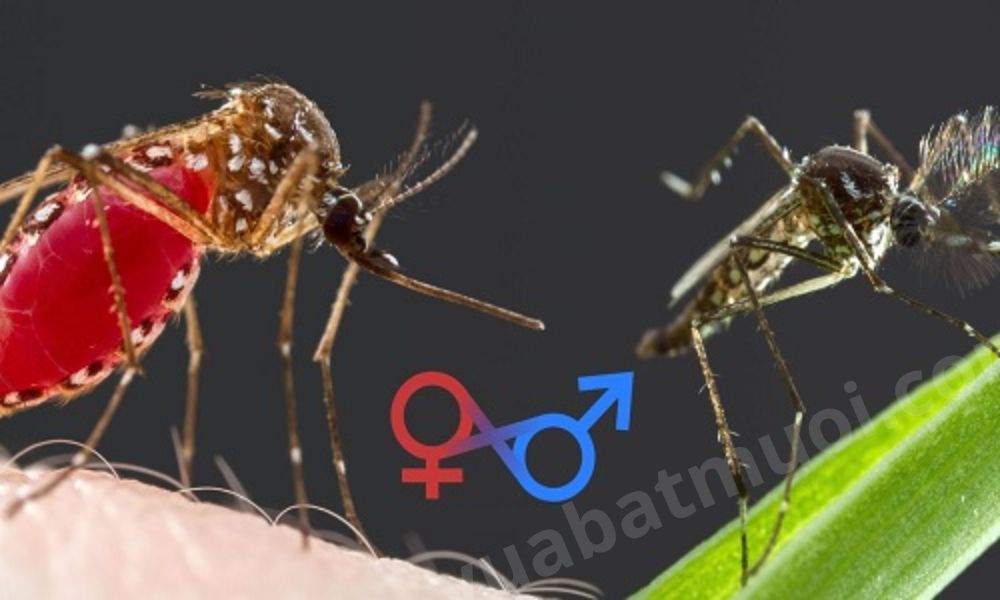 Tại sao muỗi cái hút máu còn muỗi đực thì không?
