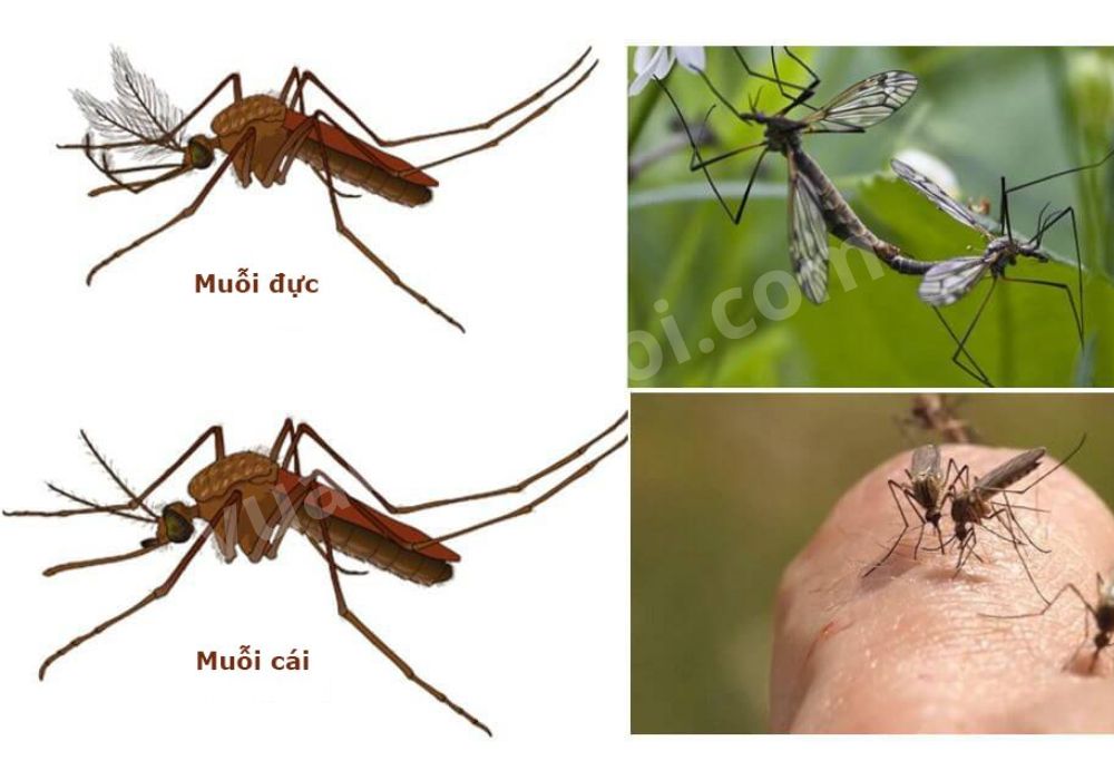 Muỗi cái và muỗi đực