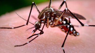 Những điều thú vị về muỗi mà bạn chưa biết, 15 điều nên biết về loài muỗi