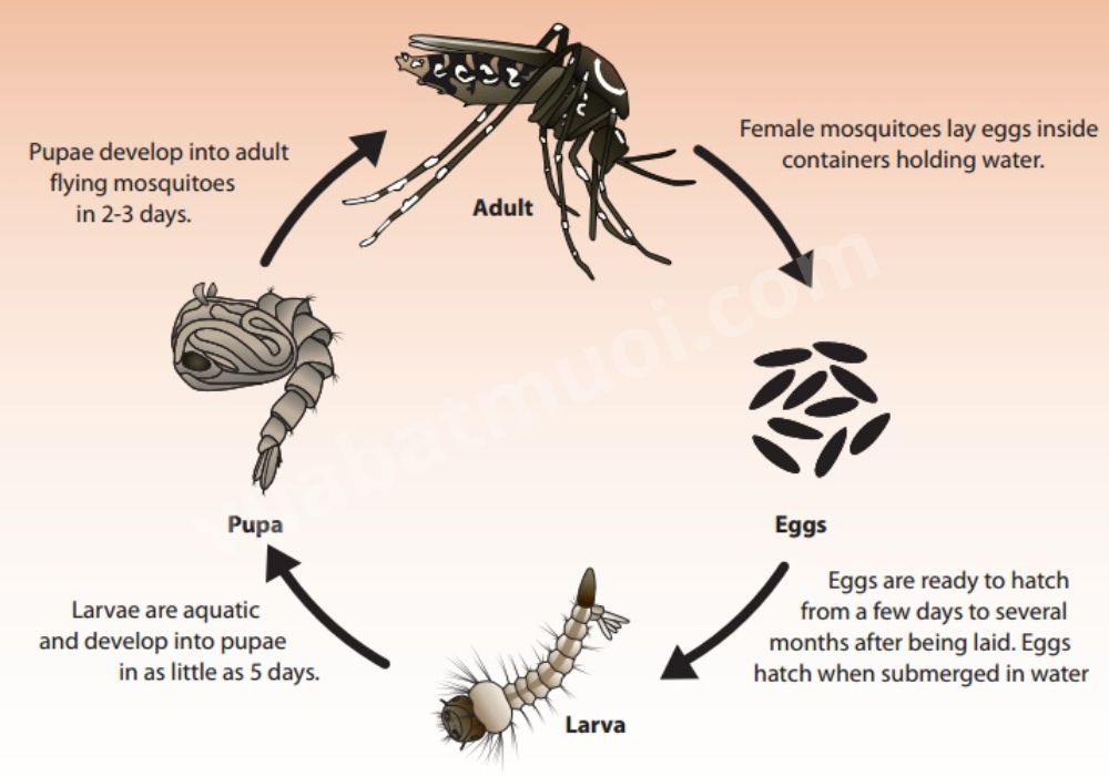 Vòng đời của muỗi 