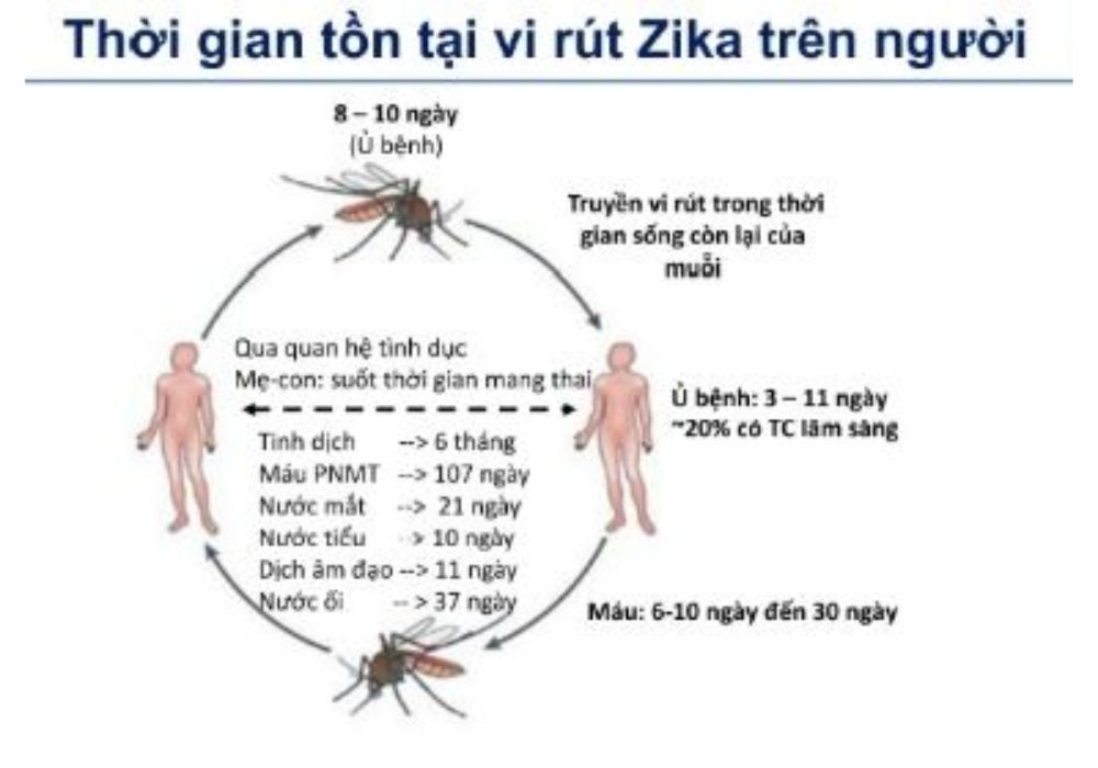 Thời gian tồn tại của Virus Zika trên người