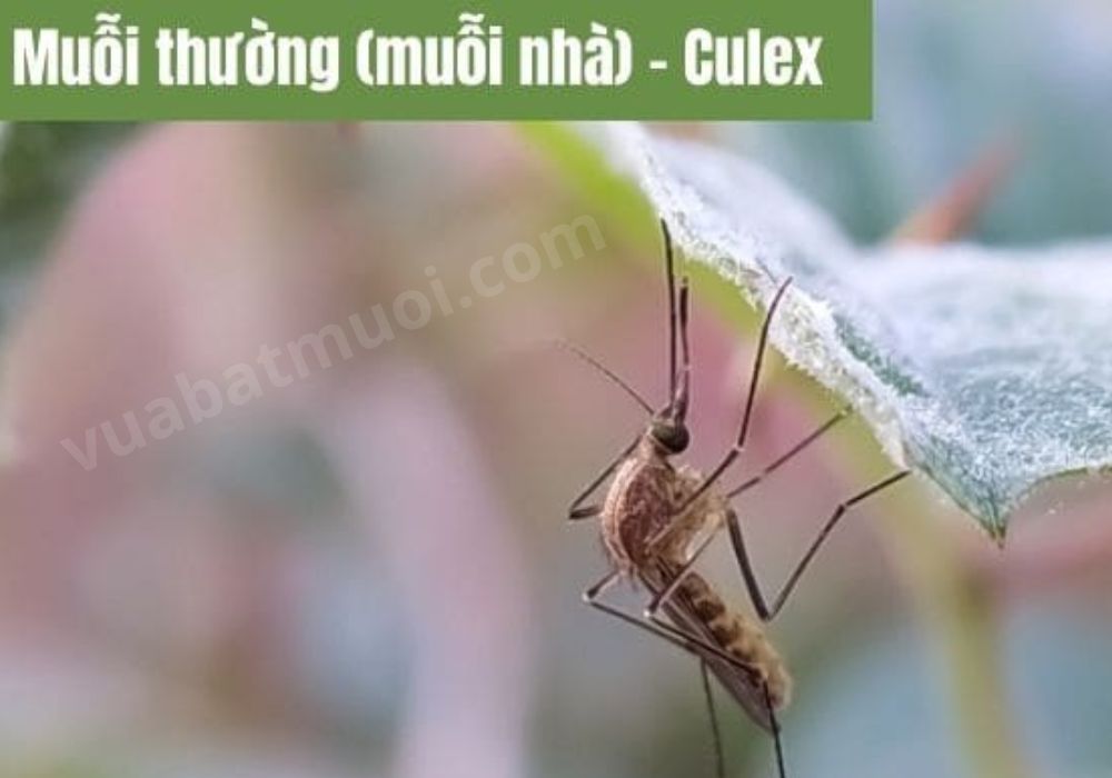 Muỗi thường - Culex