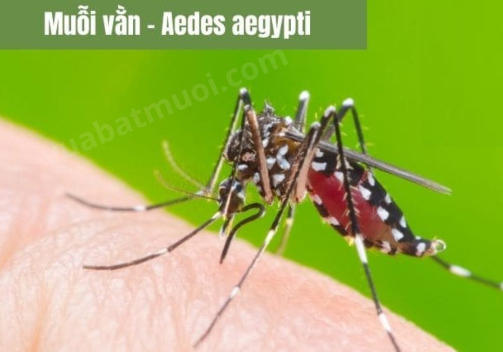 Muỗi vằn - Aedes