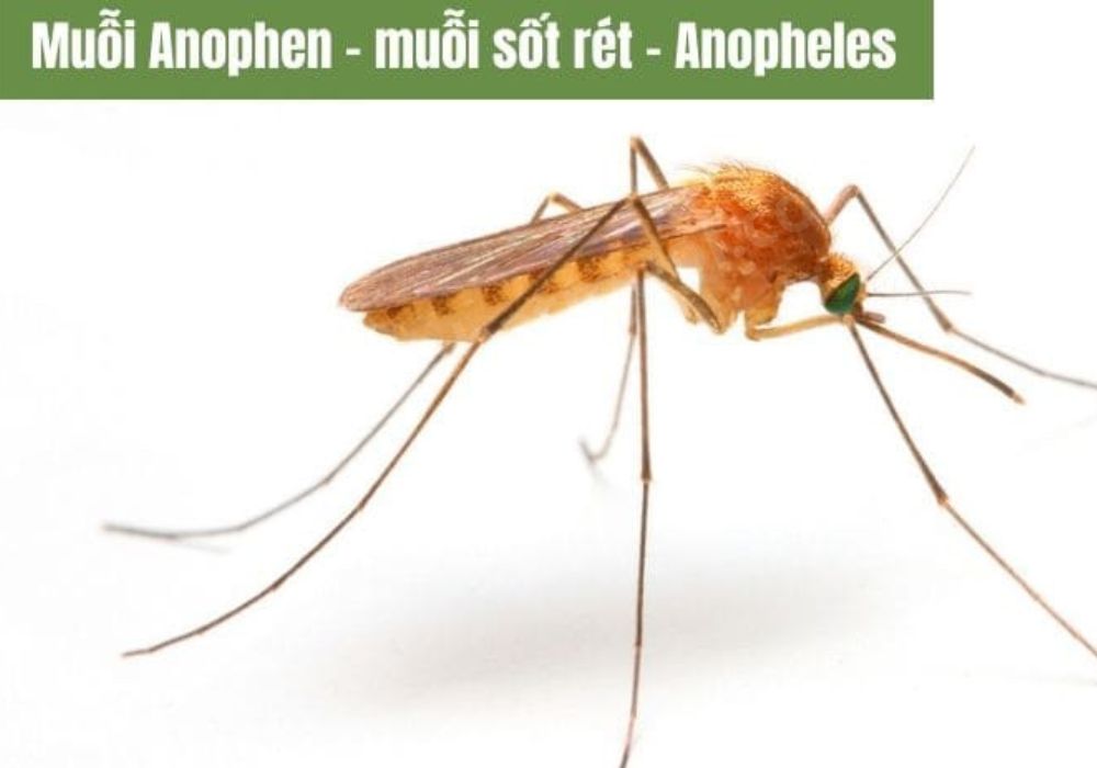 Muỗi sốt rét Anophen