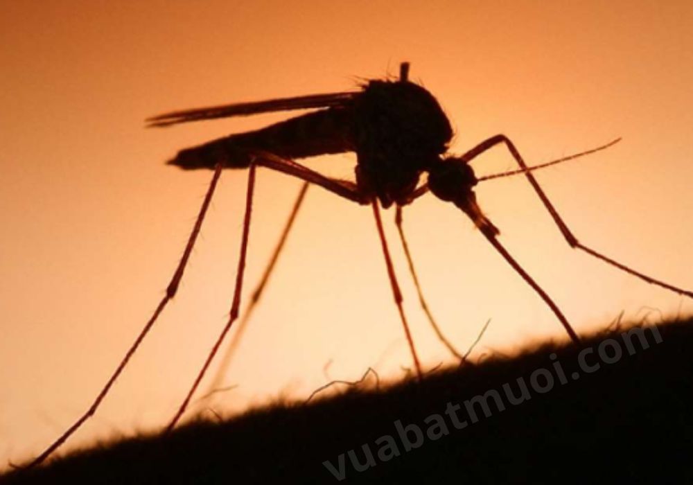 Các loài muỗi ở Việt Nam và cách phân biệt chúng