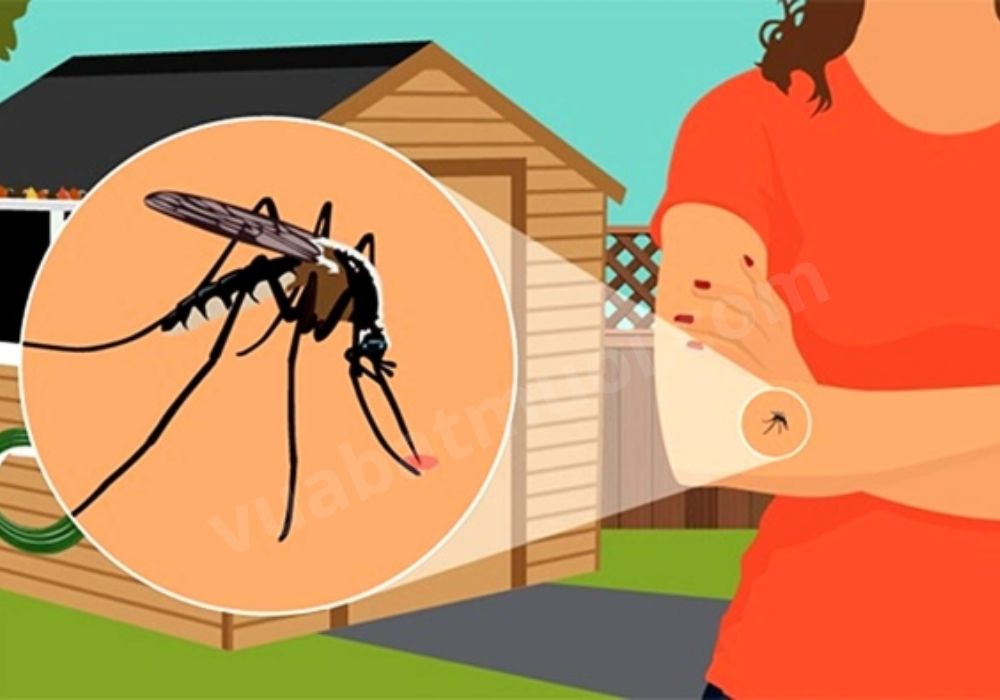 Cách làm muỗi tránh xa? Làm sao để muỗi tránh xa?
