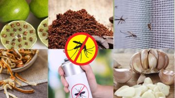 Bật mí 8 cách làm muỗi tránh xa giúp ngăn ngừa bảo vệ gia đình bạn khỏi dịch bệnh