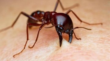 Dấu hiệu bị côn trùng cắn và cách xử lí vết thương khi dị ứng với nọc độc côn trùng gây ra
