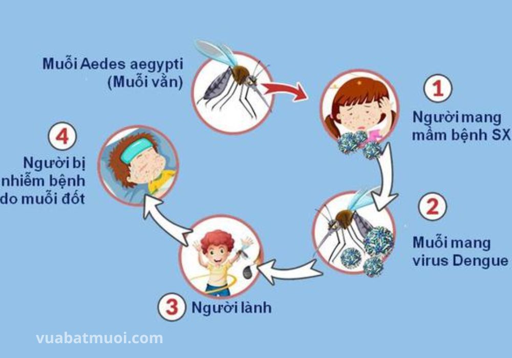 Quá trình muỗi Aedes gây bệnh sốt xuất huyết
