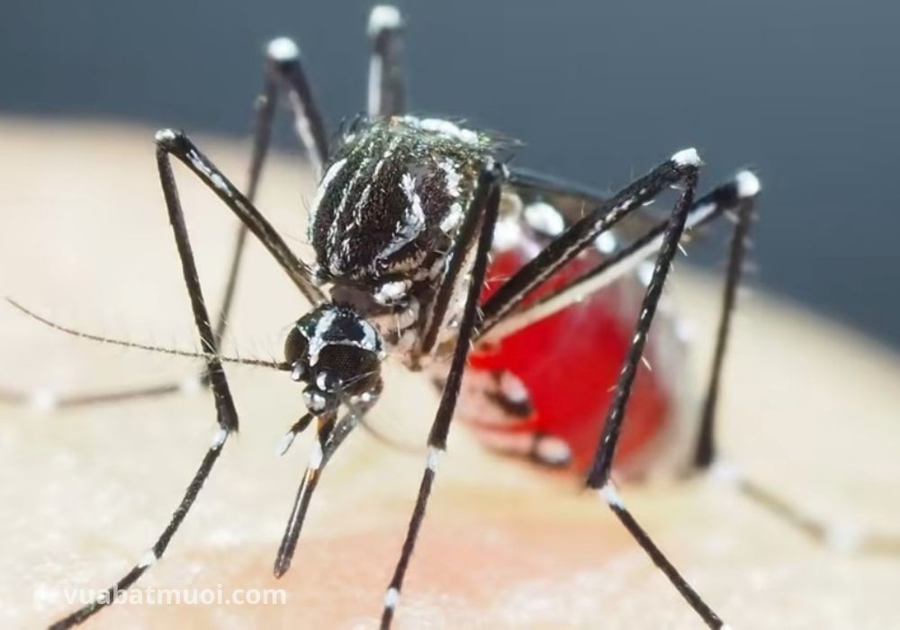 Muỗi Aedes - loài côn trùng truyền nhiễm dịch bệnh sốt xuất huyết
