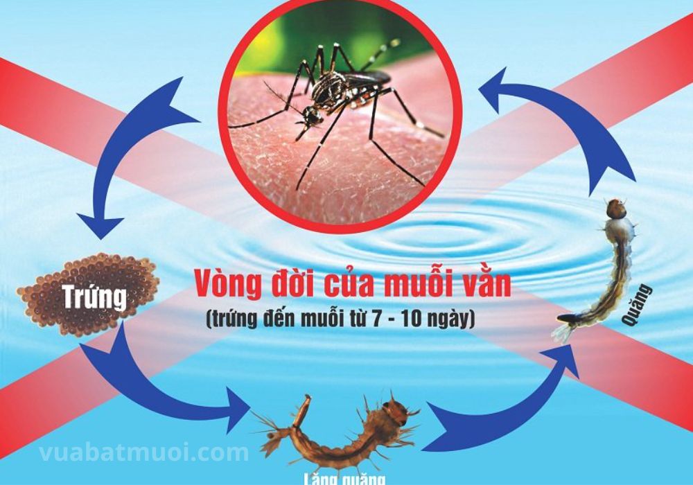 Vòng đời của muỗi chân dài? Muỗi chân dài có nguy hiểm không
