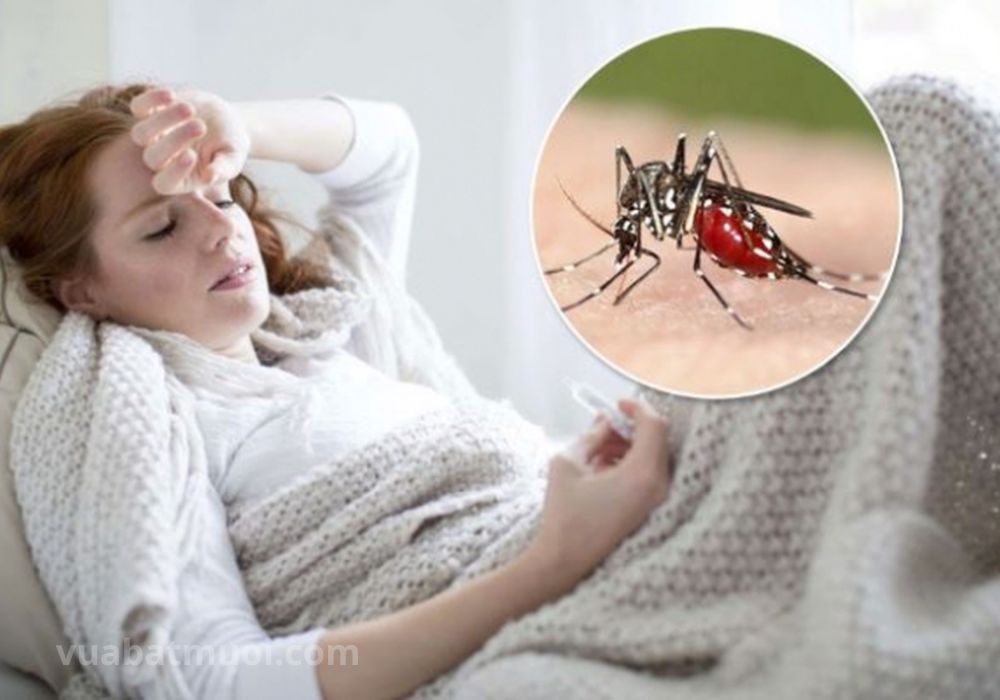 Muỗi chân dài có đốt không? Muỗi chân dài có nguy hiểm không?
