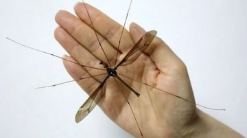 Muỗi chân dài có đốt không? Muỗi chân dài như nhện có nguy hiểm không?