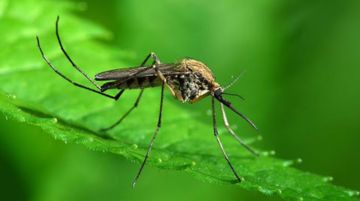 Muỗi Aedes khiến bạn bị bệnh sốt xuất huyết lúc nào, vào sáng sớm hay chiều tối