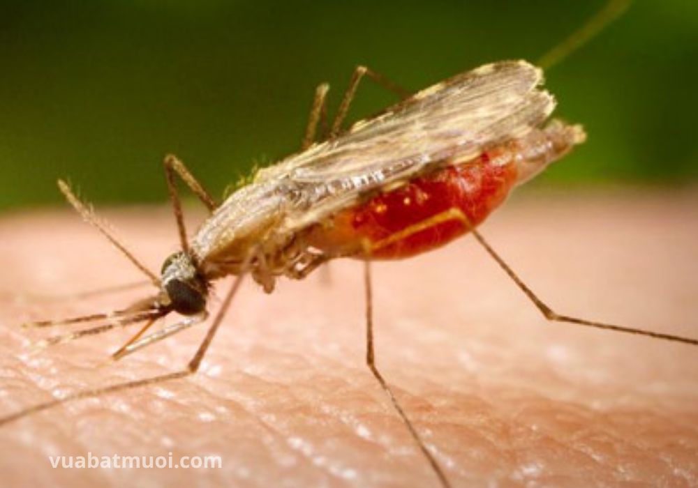 Cách để phân biệt 2 loài muỗi thường và muỗi sốt xuất huyết