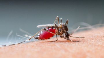Tên loài muỗi truyền bệnh sốt xuất huyết? Cách phân biệt muỗi thường với muỗi sốt xuất huyết