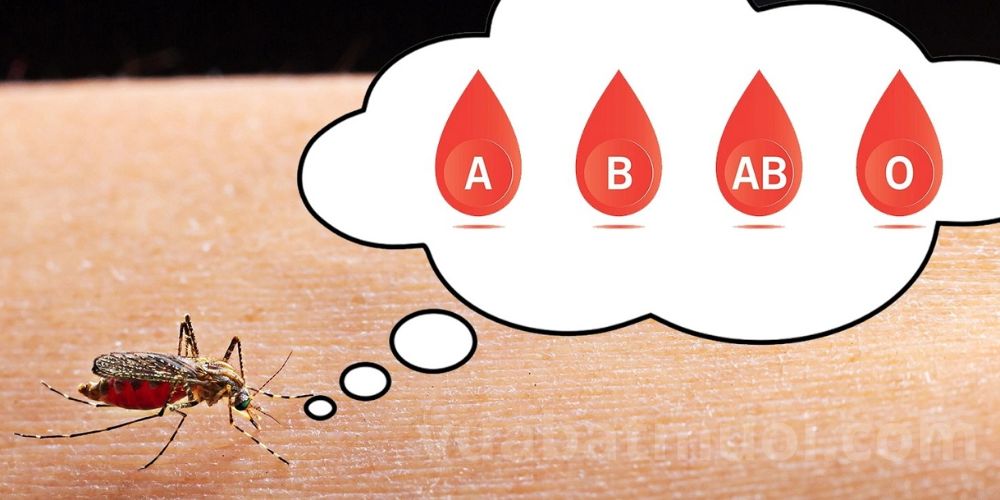 Nhóm máu nào hay bị muỗi đốt nhất?