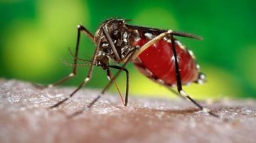 Bị nhiễm Virus Zika điều trị bệnh như thế nào? Cách phòng chống dịch bệnh tại nhà