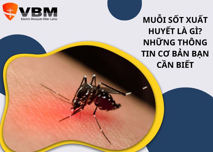 Muỗi sốt xuất huyết là gì? Những thông tin cơ bản bạn cần biết