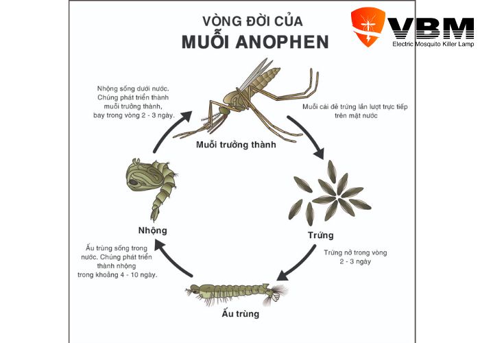 Muỗi vằn là gì