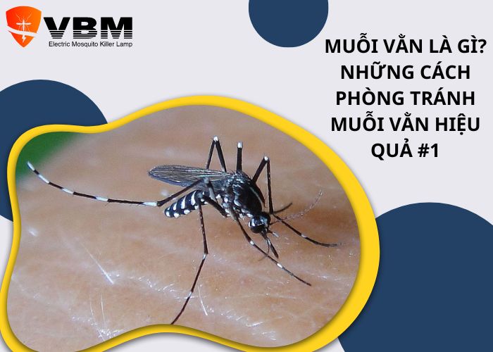 Muỗi vằn là gì? Những cách phòng tránh muỗi vằn hiệu quả #1