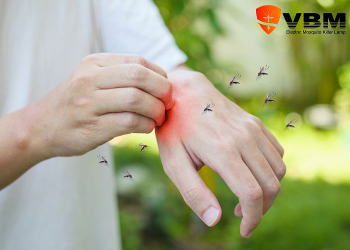 Phân biệt muỗi anophen và muỗi vằn