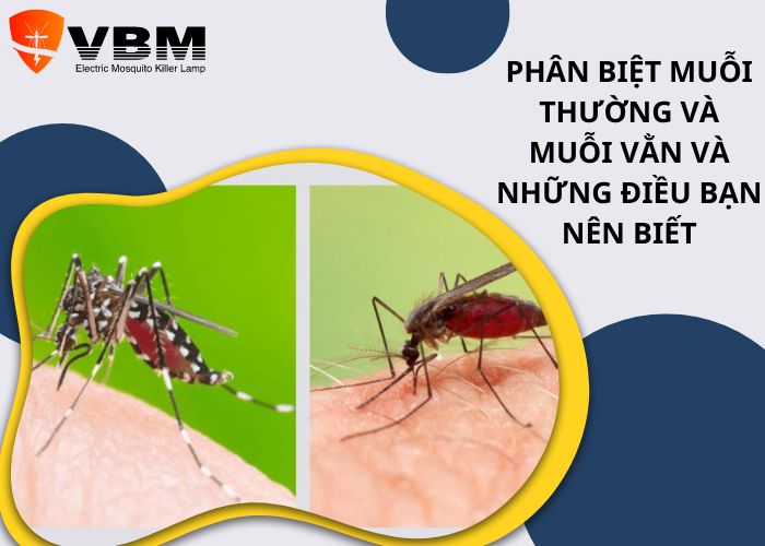 Phân biệt muỗi thường và muỗi vằn và những điều bạn nên biết